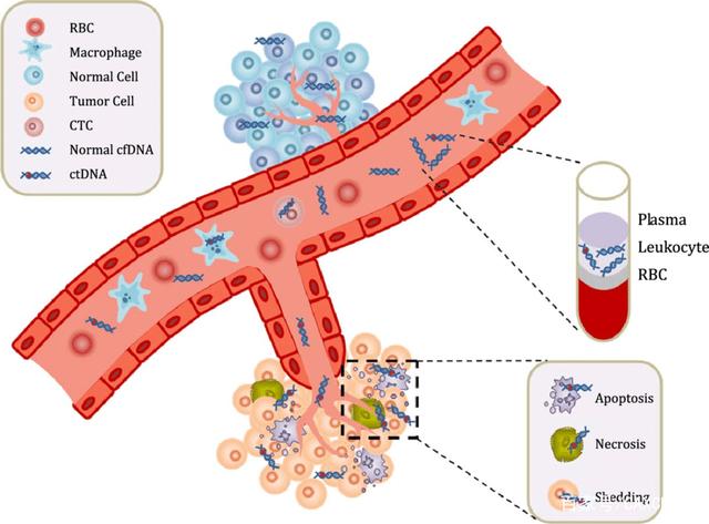 what is cell free dna